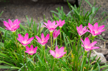 pink flower or zephyranthes in botanic name
