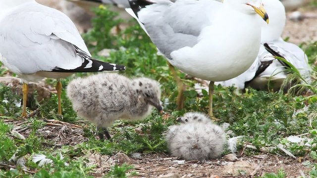 Two Ring-billed Gull young with adult