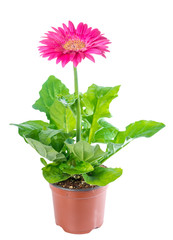 blooming pink flower gerbera in flowerpot is isolated on white b