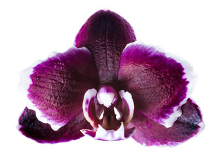 closeup of head dark cherry with white rim orchid phalaenopsis i