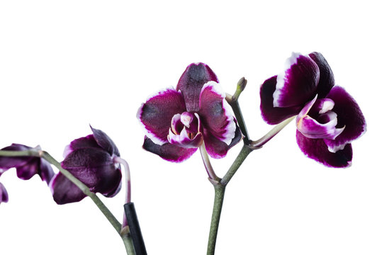 Dark Cherry With White Rim Orchid Phalaenopsis Is Isolated On Wh