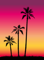 Fototapeta na wymiar Tropical sunset with palm trees