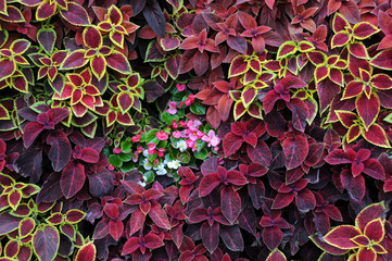 Closeup Design of Ground Covering Plants