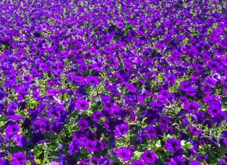 Naklejka premium Petunia,Violet petunia,Pink and white petunia