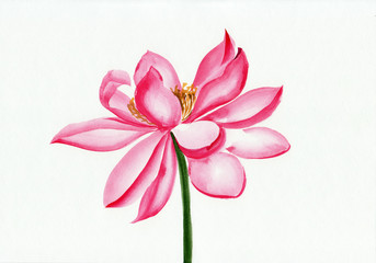 Lotus flower watercolor painting - 70355809
