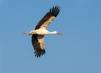 Obraz premium Flying Stork