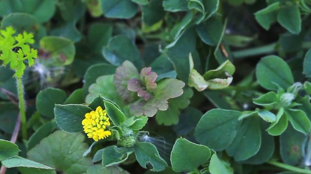 The Common Tansy plant, Tanacetum vulgare