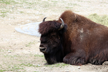 American Bison