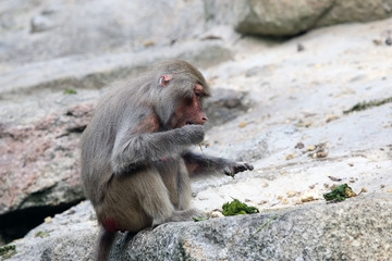 Baboon reaching food