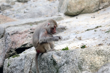 Baboon eating vegetables