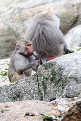 Baby baboon eating food