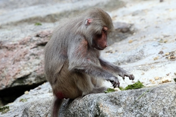 Young baboon playing with food