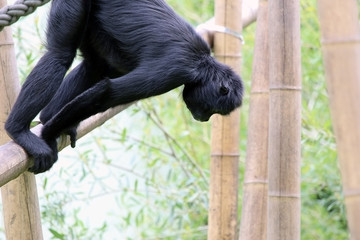 Obraz premium Chimpanzee swinging around