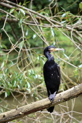 Cormorant standing on a branch