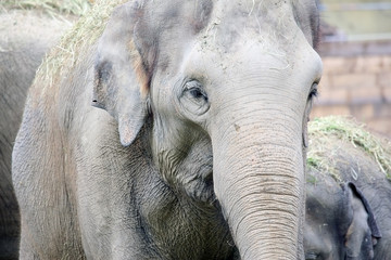 Fototapeta premium Słoń afrykański