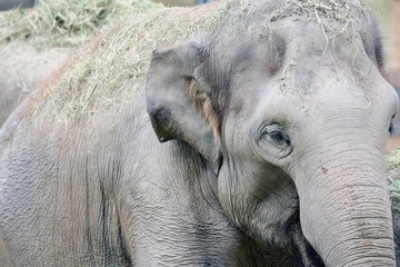 African Elephant