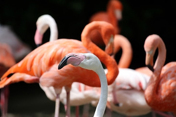 Flamingo