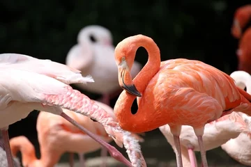 Cercles muraux Flamant Pink Flamingo