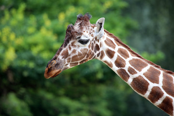 Obraz premium Giraffe