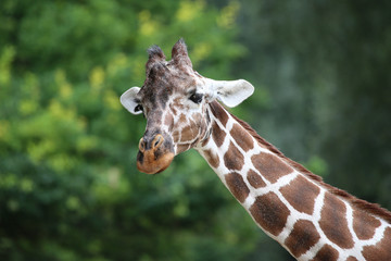 Giraffe looking at camera