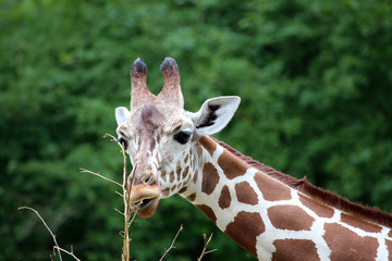 Giraffe chewing on a branch