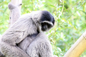 Silvery Gibbon looking down