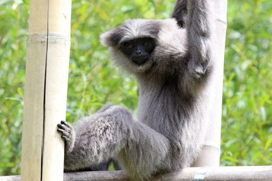 Silver Gibbon