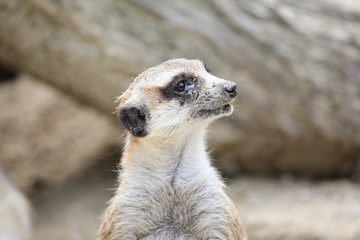 Fototapeta premium Close-Up of Meerkat infront of tree