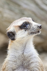 Portrait of Meerkat