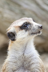 Fototapeta premium Portrait of Meerkat