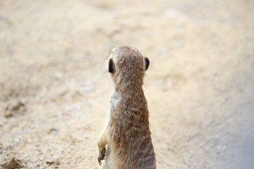 Meerkat from the back