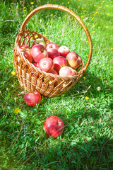Two apples lie on the green grass in front of a basket
