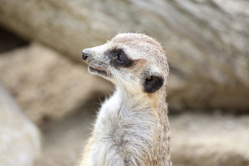 Meerkat