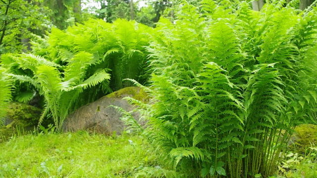 Beautiful green ferns.
