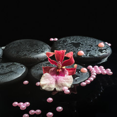 Obraz na płótnie Canvas spa still life of zen stones with drops, orchid cambria flower a