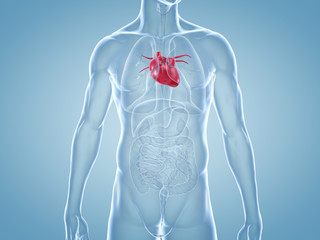 Herz, Kardiologie: anatomische 3D-Illustration