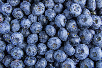 Fresh blueberries