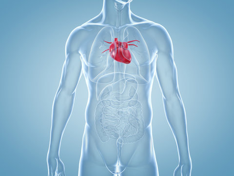 Herz, Kardiologie: anatomische 3D-Illustration