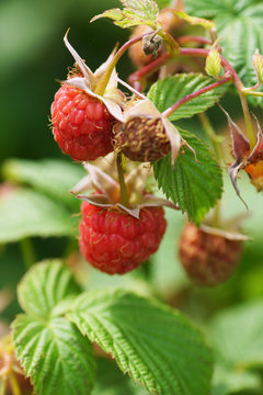 Raspberry on a bush