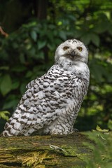 White snow owl