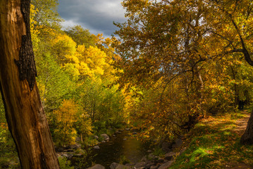 Sedona Foliage on a Cloudy Fall Day