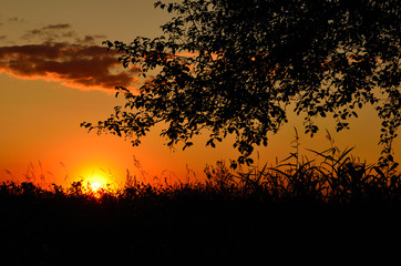 tree and grass silhouette