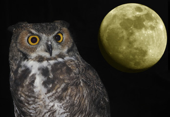 A Great Horned Owl and Moon Against Black