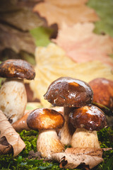 Autumn mushrooms on green moss