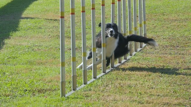 dog agility, weave poles