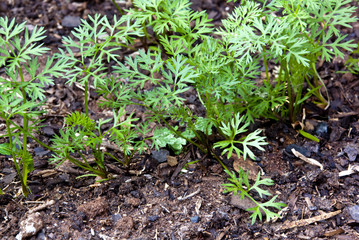 Young Sprouting Carrot Seedlings Growing in Rich Soil