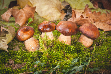 Autumn mushrooms on green moss