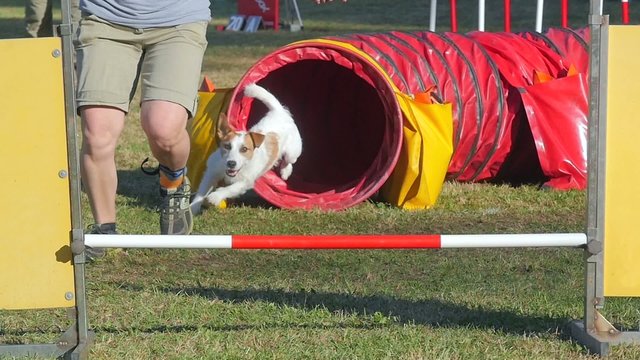 dog agility