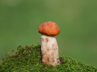 Mushrooms and moss on green background, series