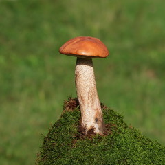 Mushrooms and moss on green background, series